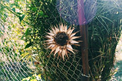 High angle view of succulent plant