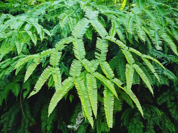 Full frame shot of green leaves