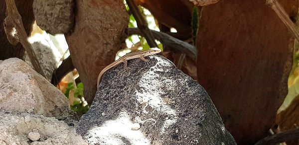 Close-up of tree trunk rock