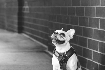 Close-up of french bulldog sticking out tongue by wall