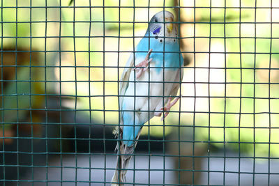 View of bird in cage