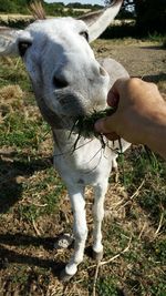 Close-up of grass in field