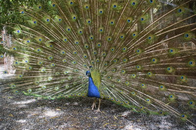 Peacock spreading its tail.