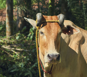 Indian domestic cow