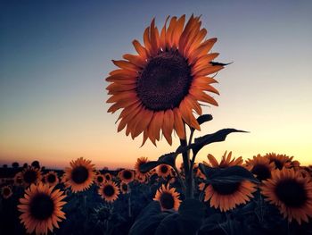 Close-up of sunflower blooming in field