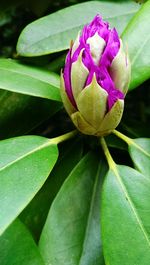 Close-up of flowers