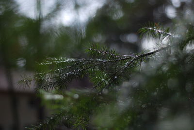 Close-up of wet pine tree during winter