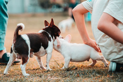 Dogs running on green grass at park in summer.