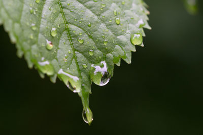 Close-up of raindrops on leaves