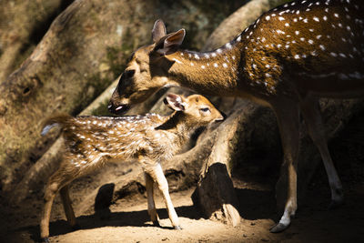 The mother deer is taking care of her cubs in the animal sanctuary in the morning