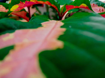 Close-up of leaves on plant