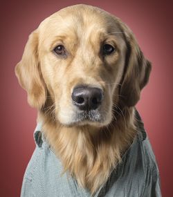 Close-up portrait of golden retriever against red background