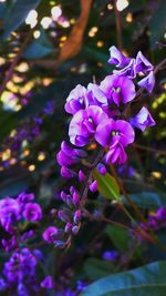 Close-up of purple flowers