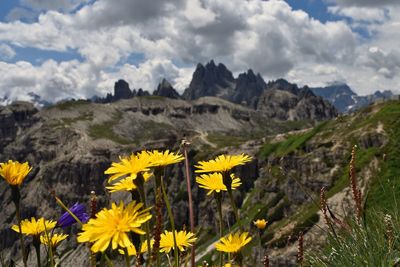 Close-up of yellow flowering plants against sky