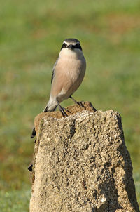 Close-up of bird perching on rock