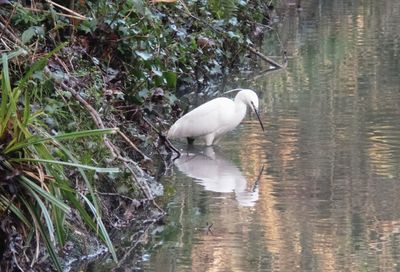 Bird in lake