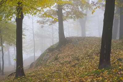 Trees in forest during autumn