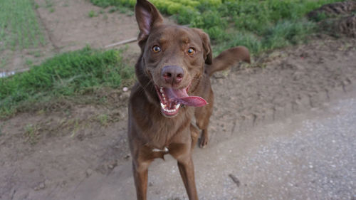 Portrait of dog standing outdoors