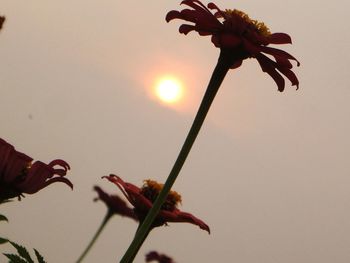 Sun shining through flowers