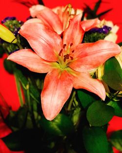 Close-up of flower blooming outdoors