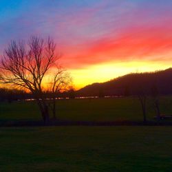 Silhouette of trees on field at sunset