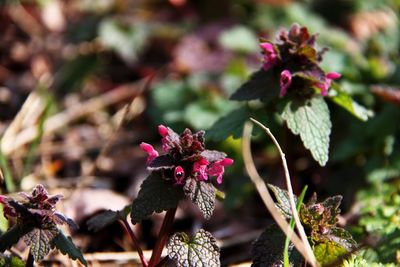 Close-up of pink flowering plants