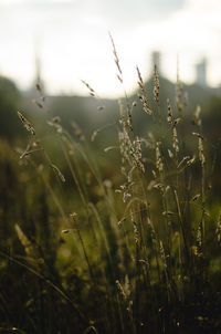 Close-up of grass growing in field