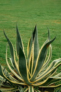 agave