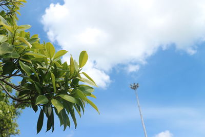 Low angle view of flowering plant against sky