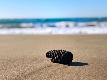 Surface level of shells on shore