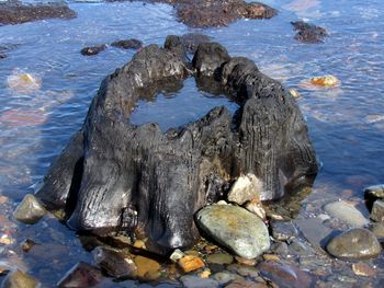 Close-up of crab on rock by sea