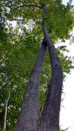 Low angle view of trees in the forest