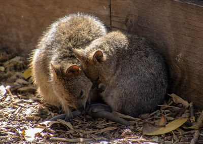 Monkeys sitting on a land