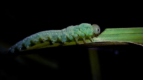 Close-up of insect