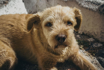 Close up of cute dog on the streets of santorini. puppy animal dog