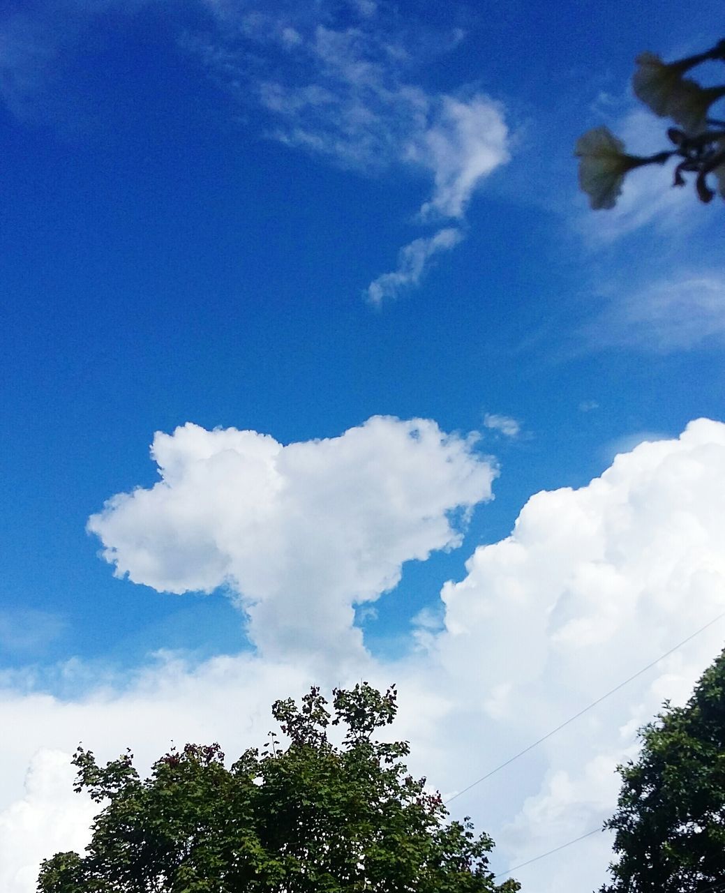 LOW ANGLE VIEW OF TREES AGAINST CLOUDY SKY