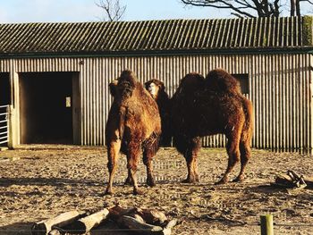 Horses in a farm