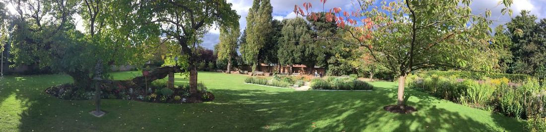 Panoramic view of trees at riverbank