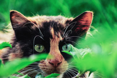 Close-up portrait of cat