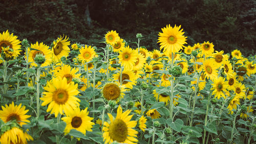 Close-up of yellow sunflowers in field