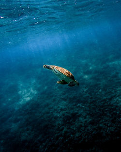 High angle view of turtle swimming in sea