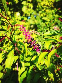 Close-up of pink flowering plant