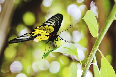 Close-up of butterfly perching on plant