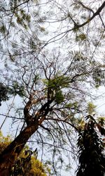 Low angle view of tree against sky