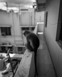Cat sitting on table