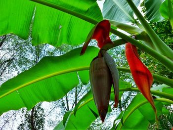 Low angle view of red flowering plant