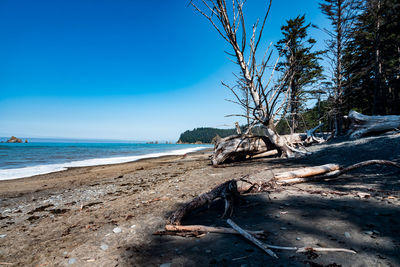 Driftwood on beach against clear blue sky