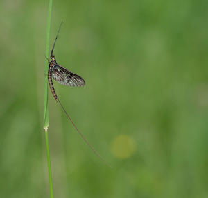 Close-up of butterfly