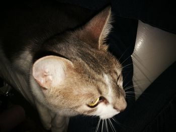 Close-up portrait of cat relaxing at home