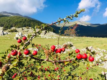 Red berries growing on field against sky